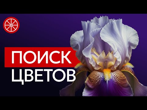 Пионы, ирисы, лилии, флоксы. Лучшие сочетания в цветниках