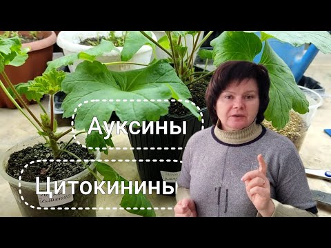 ПЕЛАРГОНИИ. Гормональная ПРАВДА черенкования и обрезки. Часть 1 от 12.01.24.