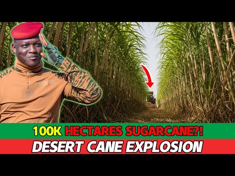 What's REALLY Behind Traoré's 100,000-Hectares Sugarcane Plan in Sahel Desert
