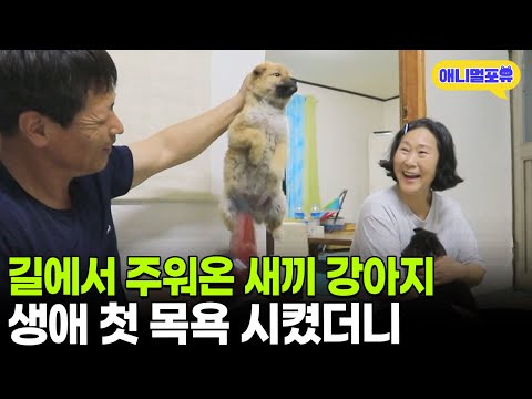 길에서 주워온 강아지, 살면서 처음 목욕 하자 반응이 ㅋㅋㅋㅋㅋ | KBS 동물극장 단짝 220325 방송