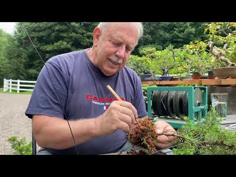How to Pot Up an Air Layer to Create a Future Bonsai
