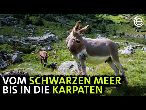 Wildes Rumänien – Land der Bären und Wölfe | Erlebnis Erde