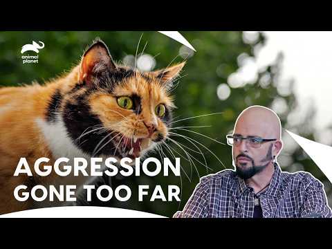 Jackson Galaxy Vs Aggressive Cats Face-Off | My Cat From Hell S8 E2,3,4 | Animal Planet India