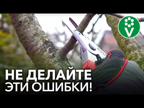 CLASSIC MISTAKES WHEN PRUNING FRUIT TREE THAT ALL BEGINNING GARDENERS MAKE