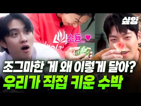 [#콩콩팥팥] 경축! 드디어 수박 열리다🍉 근데 이제 수박이 도경수인(?)... 감동 그 자체의 달콤함 콩팥네 꼬마 수박