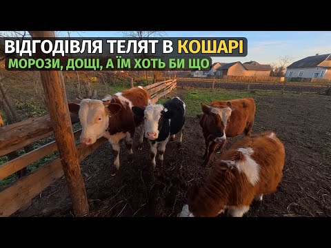 Fattening calves in a barn! Frost, rain, but they need something to eat. Cheap feed for fattening...