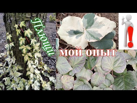 Плющ - вечнозеленая лиана для вертикальных опор и почвопокровное растение. Сорта, уход.