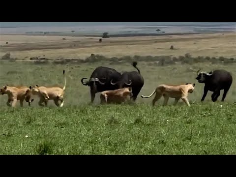 Brave buffalo sisters save their calf from lions