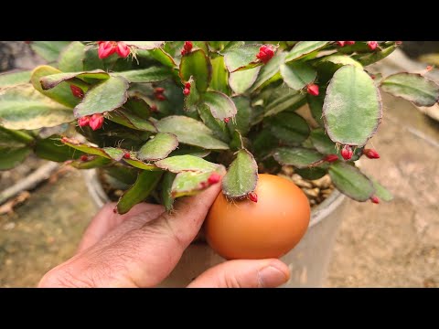 40년 고수가 알려주는 게발 선인장 분갈이 방법 (이렇게만 하면 꽃봉오리 안떨어지고 꽃은 풍성하게 키울수 있습니다)