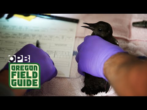 Searching for the most elusive bird in the Northwest | Oregon Field Guide