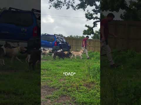 How many pups do you see? I'm following dad #rescue