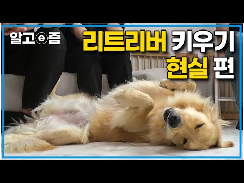 국민 천사견의 반전? 2시간씩 하루 2번을 나가도 엄청난 사고를 치고 다니는 리트리버 키우기 현실 영상│세상에 나쁜 개는 없다│알고e즘