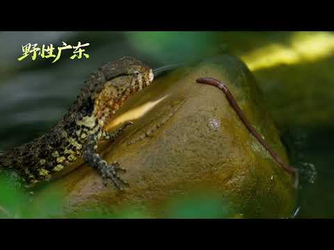 韶关鳄蜥亮相4K超高清自然纪录片《野性广东》！ #野性广东