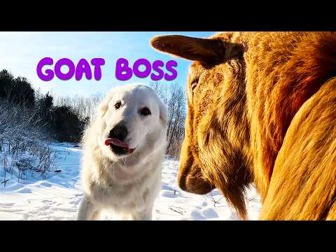 Can My Guard Dog Herd Goats?