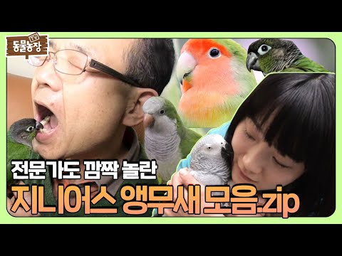 똑똑한 앵무새 다 모였다! 전문가도 놀란 앵무새 모음집🦜 I TV동물농장 (Animal Farm) | SBS Story