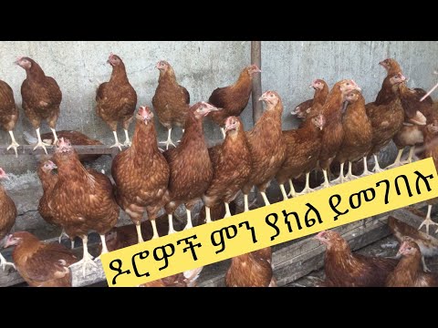 Ethiopia  100 ዶሮዎች ምን ያክል መኖ ይመገባሉ?