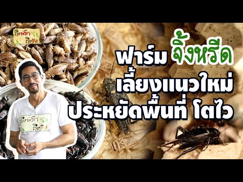 จิ้งหรีด สะดิ้ง ฟาร์มเลี้ยงแนวใหม่ ประหยัดพื้นที่ โตไว I ถึงพริกถึงขิง