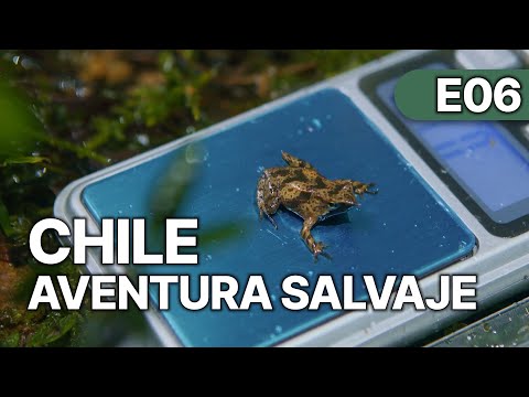 Chile - Un Viaje Salvaje - EP 6 | Rana de Darwin