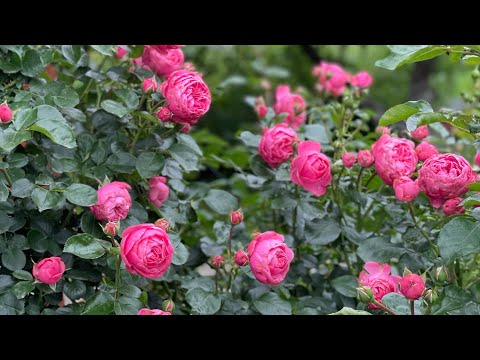 Троянди у вологому кліматі, перша хвиля цвітіння і дощі