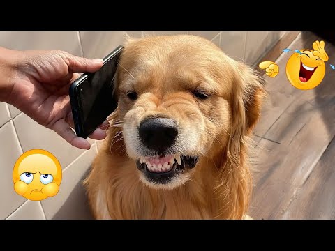 Dogs Are The Kings Of Animal Comedy 🐶😂 Funniest Dog Moments Ever