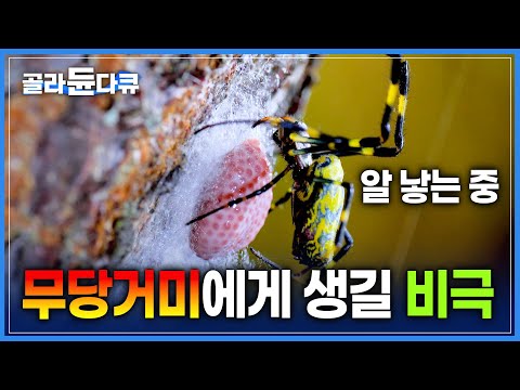 다리 한 개는 내놓고 시작하는 거미의 짝짓기 | 먹고 먹히는 자연의 반전 드라마 | 목숨을 건 무당거미의 교미 | 다큐프라임 | #골라듄다큐