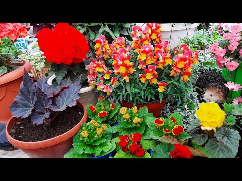 От этих цветов у соседа закрутилась голова, когда их увидел