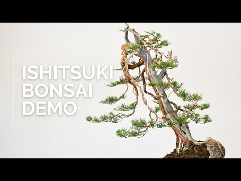 Ishitsuki Bonsai Demonstration | Bonsaikunst Hamburg
