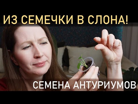 ИЗ СЕМЕЧКИ В СЛОНА! Как я выращиваю семена антуриумов
