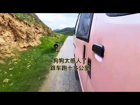 流浪狗跟我车跑了十几公里，只好停车劝导，它还不走，怎么办呀？