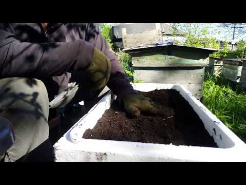 Посадка малины| крапивка