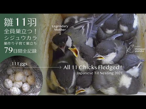 All 11 Chicks Fledged! 79 Days of Japanese Tit Nesting, Raising & Fledging | Full Nest Cam Record
