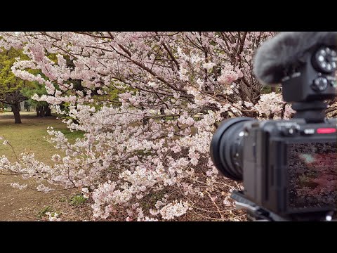 Morning Sagamihara - park, sakura, zoo and jungle・4K HDR