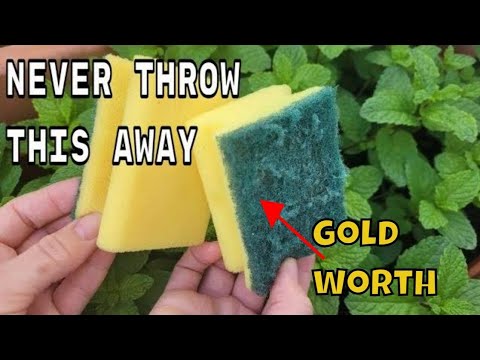 NEVER THROW THEM AGAIN !! the sponges used  are WORTH PURE GOLD on your plants in HOME AND GARDEN