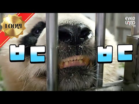 [ENG]Expressing the overflowing power with teeth ※Not rice grains｜#PandaWasong #232