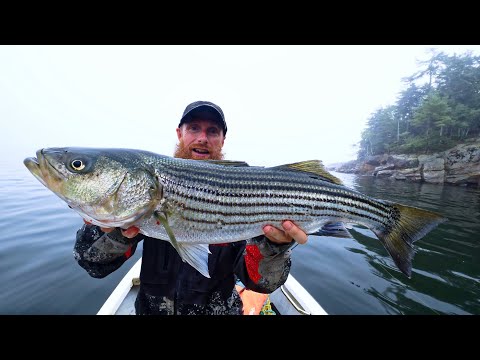 Striped SEA BASS - Catch, Clean and Cook