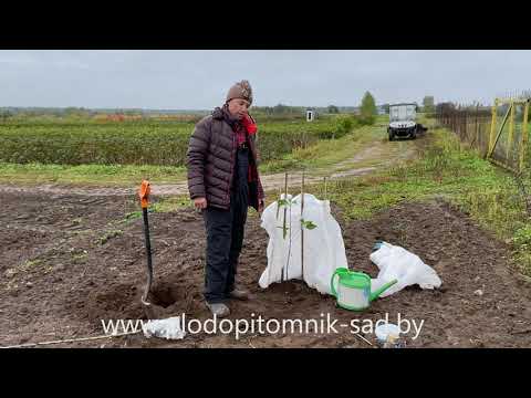 Как правильно сажать сад на зиму (косточковые и семечковые). Подготовка растений к зиме (укрытие).