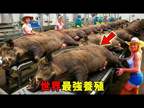 世界最離譜的10種動物養殖！白嫩多汁的大龍蝦只排第十，第七名竟然喜歡吃肉？第一名繁殖速度嚇哭人類！