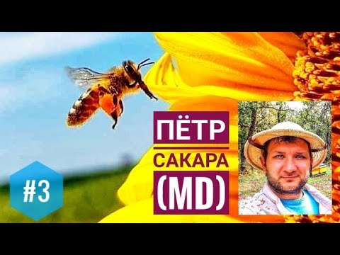 #3 Протеин как определяющий фактор развития #пчелосемьи: ЗА и ПРОТИВ, личный опыт Петра #Сакара (MD)