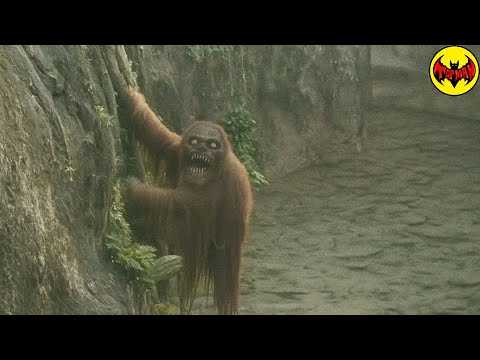 They Thought It Was an Orangutan… Until It Turned Around
