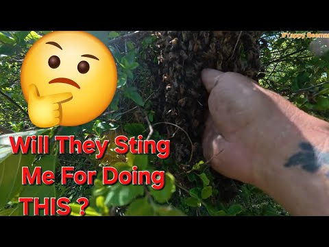 I Stuck My Bare Hand In A Bees Nest And This Happened 