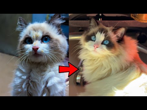 坟地走来小布偶，在农村一年后的变化