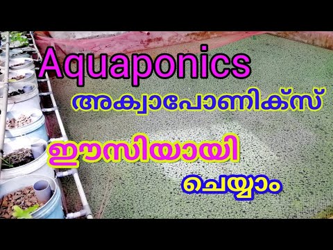 aquaponics, aquaponics ഈസിയായി വീട്ടിൽ ചെയ്യാം, മീനും പച്ചക്കറികളും കൃഷി.