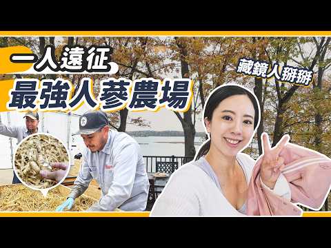 橫跨3100公里！拋家棄子遠征美國最強人蔘農場