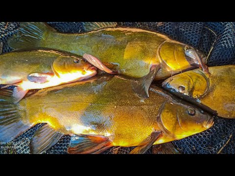 ЛИНЬ на УДОЧКУ в КУВШИНКЕ, Рыбалка на линя, ловля линя, рыба линь, Линь