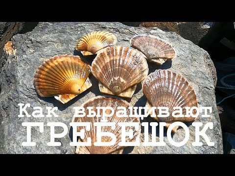 Как выращивают гребешок. Морская ферма в бухте Витязь (Приморский край)