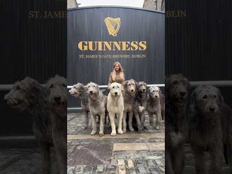 Wolf Killer of Ireland : The Irish Wolfhound, the tallest dog breed in the world. #irishwolfhound