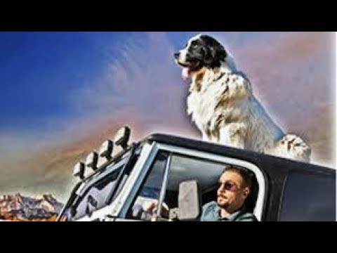 Сериал Бим 1 сезон 1 серия