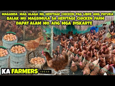 BALAK MO MAGSIMULA SA HERITAGE CHICKEN FARM DAPAT ALAM MO ANG MGA DISKARTE  SA PATUKA