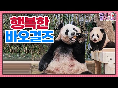 (SUB) Successful Debut Of Baby Pandas🐼│Panda World
