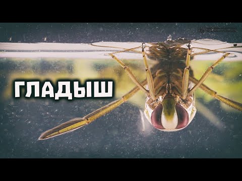 Gladysh. A water bee (water wasp) among bugs in the wild and in aquariums // Clever Cricket